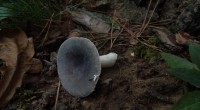 Berijpte russula  3 