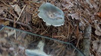 Berijpte russula