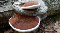 Roodgerande houtzwam