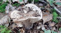 Grofplaatrussula