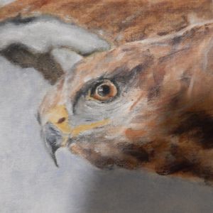 08 buizerd