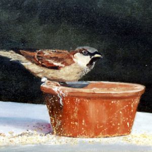 01 huismusje