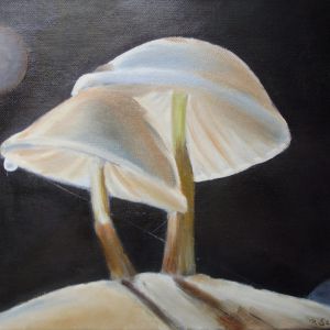 37 porseleinzwammetje