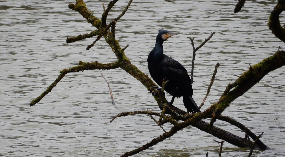 Aalscholver