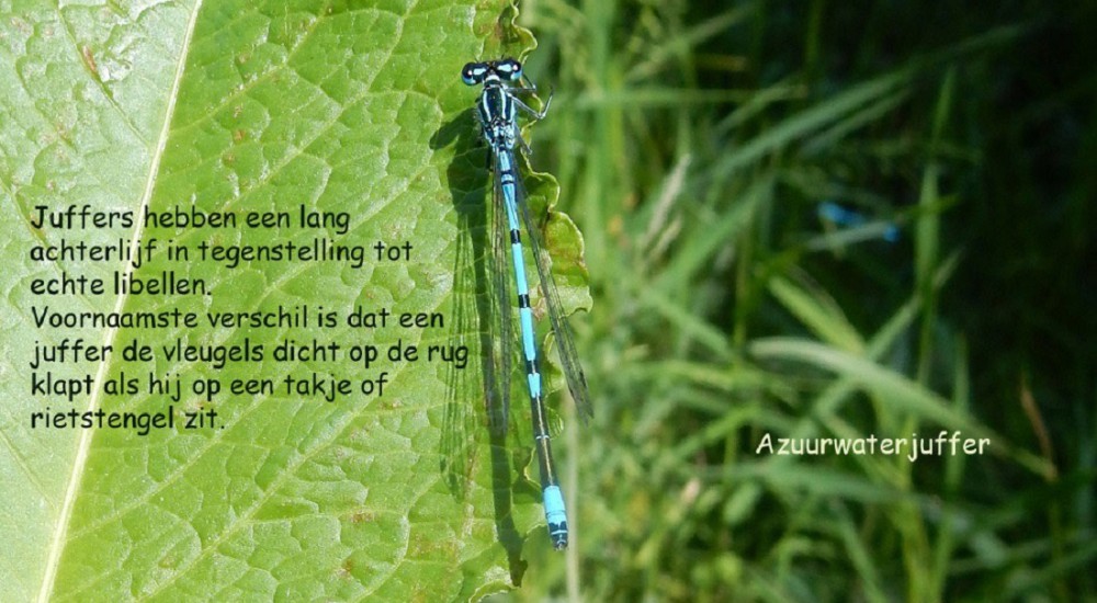Azuurwaterjuffer