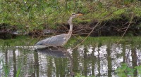 Blauwe reiger