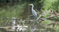 Blauwe reiger  2 
