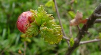 Aardappelgalwesp