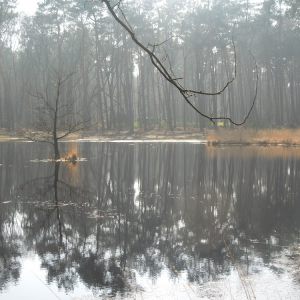 Leefgebied heikikker
