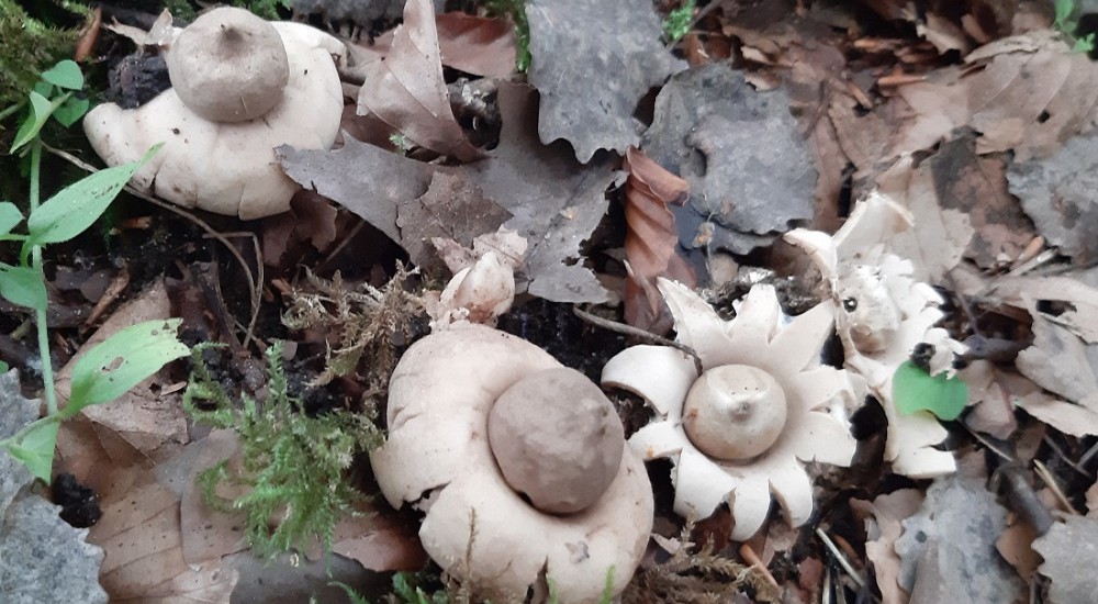  gewimperde aardster