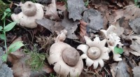  gewimperde aardster