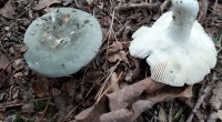 berijpte russula