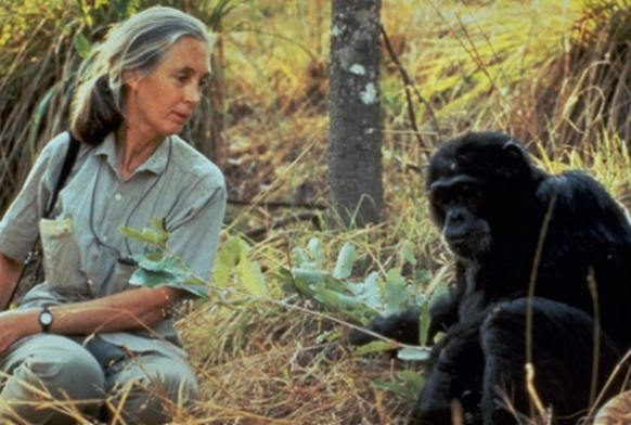 Jane Goodall.jpeg