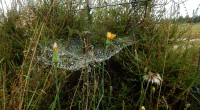 Gele  morgester hangweb
