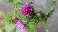 Kruldistel akkerhommel