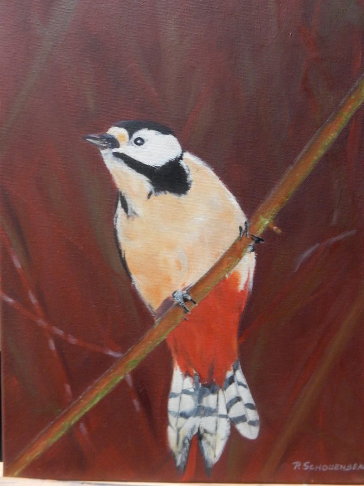 06 grote bonte  specht 06 grote bonte  specht