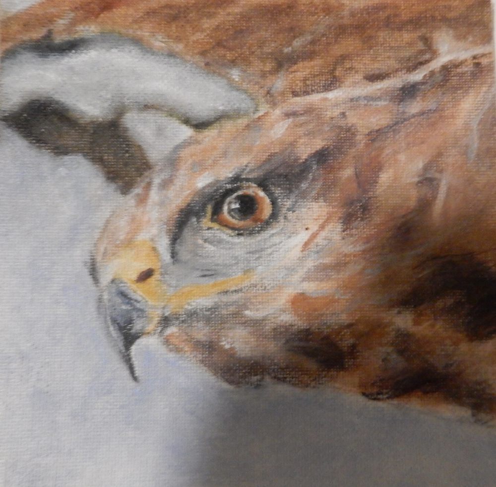 08 buizerd 08 buizerd