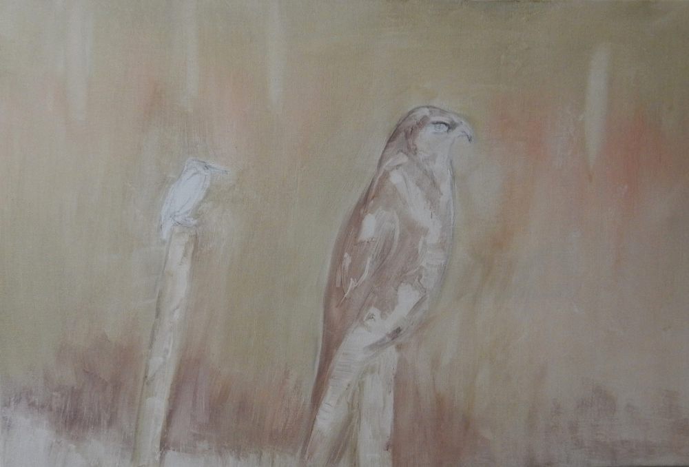 11 buizerd ijsvogel  1e fase 11 buizerd ijsvogel  1e fase