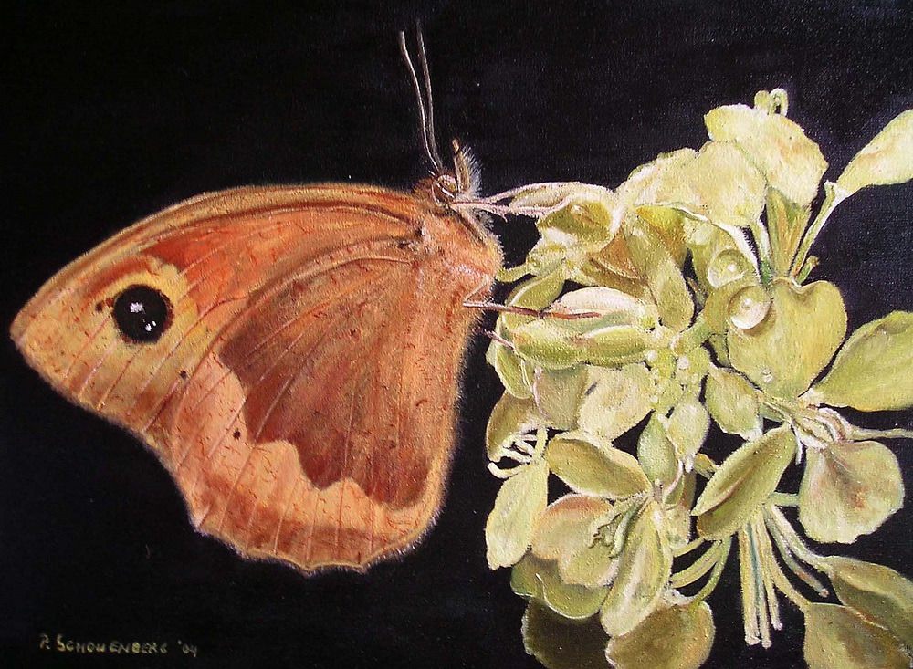 13 bruinzandoogje olieverf 13 bruinzandoogje olieverf