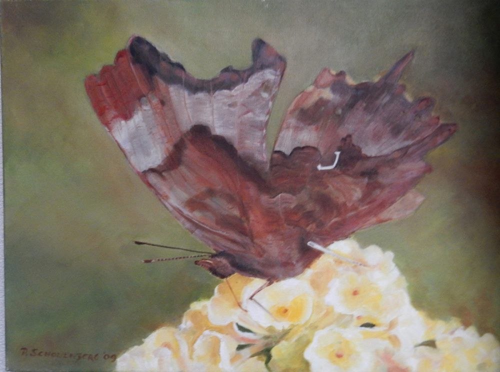 14 gehakkelde aurelia 14 gehakkelde aurelia