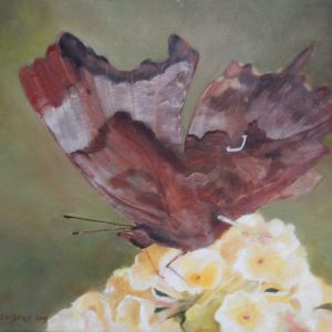 14 gehakkelde aurelia