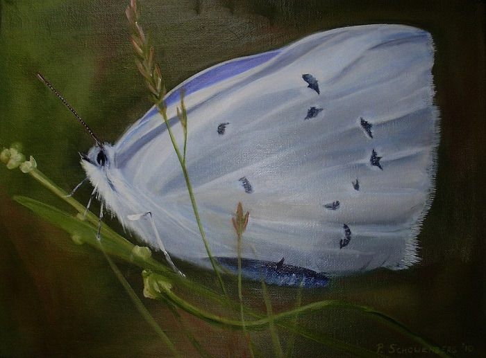 15 boomblauwtje 15 boomblauwtje