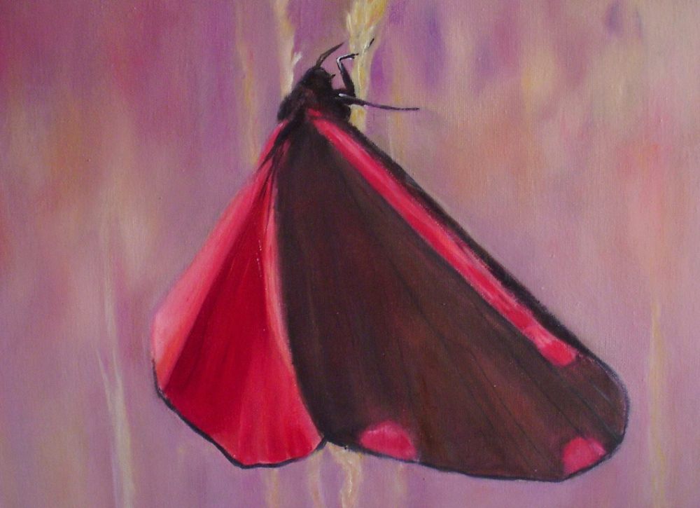 16 sint jacobsvlinder 16 sint jacobsvlinder