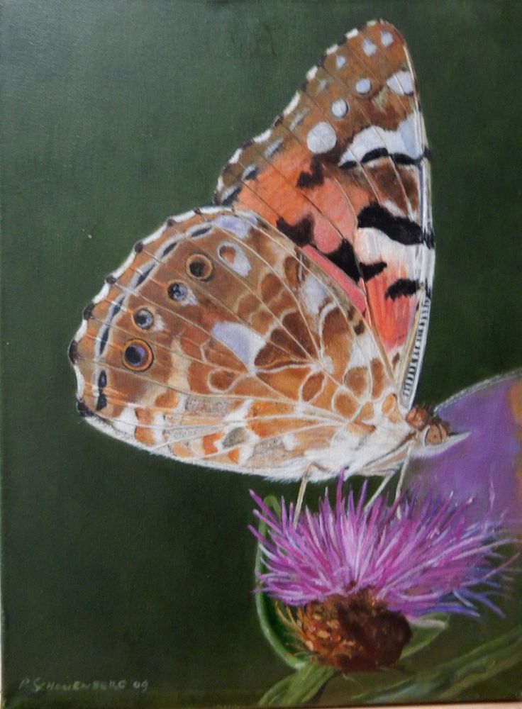 17 distelvlinder 17 distelvlinder