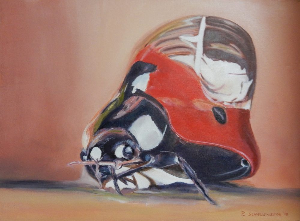 19 lieveheersbeest met  regendruppel 19 lieveheersbeest met  regendruppel