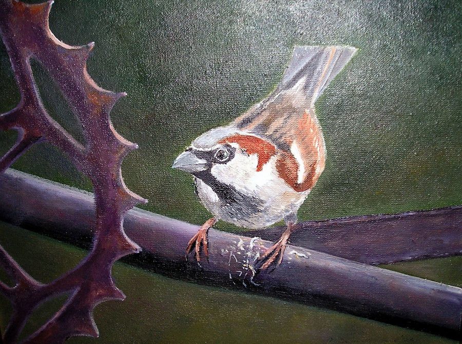 02 huismus 02 huismus