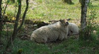 Schaap 